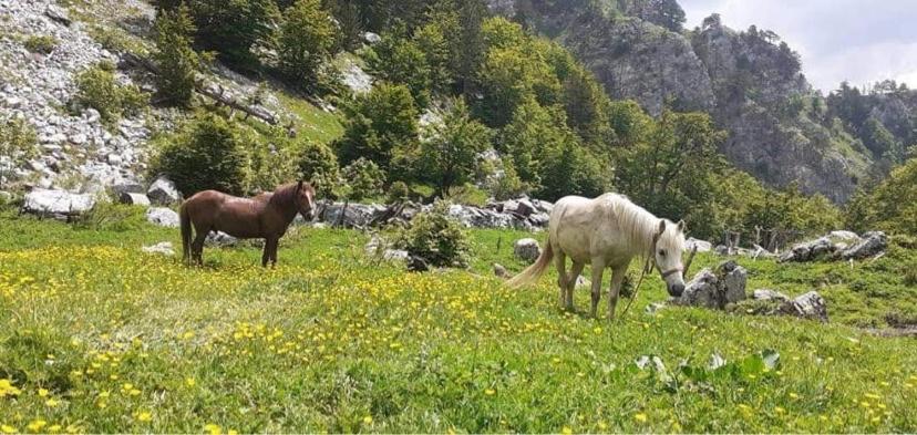 Guesthouse Skender Selimaj Valbona Exteriör bild